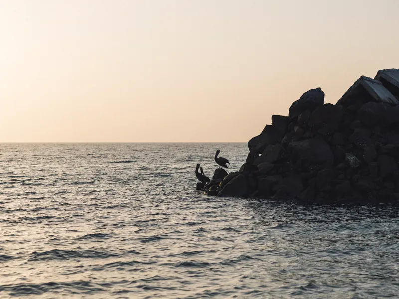 Pelicans resting on a rocky breakwater at dusk on the Pacific